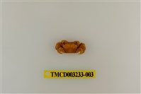 藏品(斑點擬相手蟹)的圖片